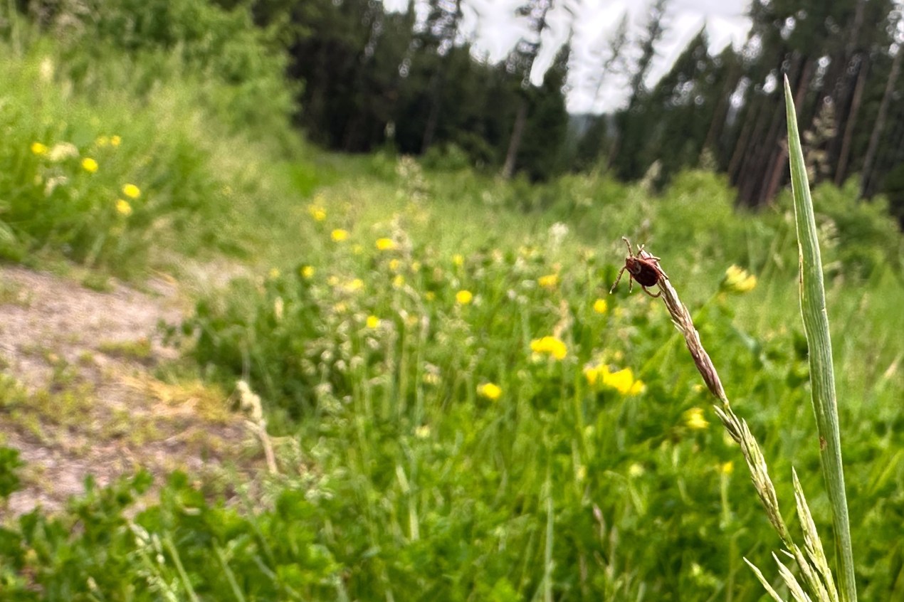 An up close photograph of a Rocky Mountain Wood tick clinging to a tall blade of grass.